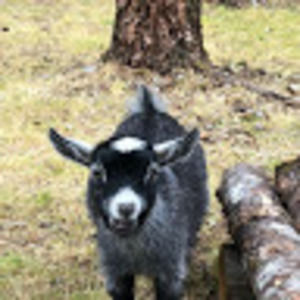 Meet your Posher, Max